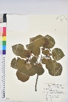 藏品(圓葉血桐)的圖片