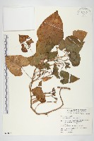 藏品(甘藷、地瓜)的圖片