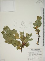 藏品(南嶺蕘花)的圖片