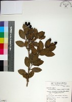 藏品(苦林盤)的圖片