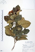 藏品(長果月橘)的圖片