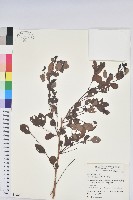 藏品(紅仔珠)的圖片