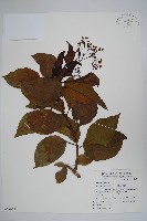 藏品(蘭嶼厚殼樹)的圖片