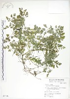 藏品(臺灣黃菫)的圖片