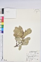 藏品(蘭嶼土沉香)的圖片