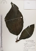 藏品(紅頭咬人狗)的圖片