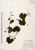 藏品(黑果馬交兒)的圖片