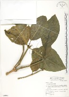 藏品(檄樹、諾麗果)的圖片