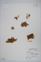 藏品(安旱草)的圖片