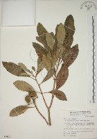 藏品(蘭嶼馬蹄花)的圖片