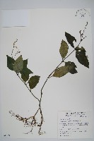 藏品(針刺草)的圖片