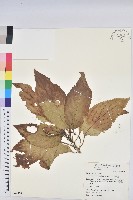 藏品(假鐵莧)的圖片