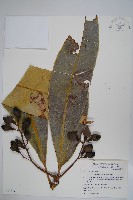 藏品(臺東漆樹)的圖片