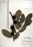 藏品(黃心柿)的圖片