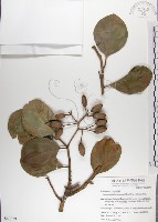 藏品(呂宋毛蕊木)的圖片