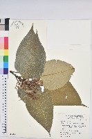 藏品(紅肉橙蘭、華血桐)的圖片