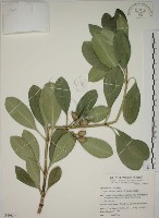 藏品(蘭嶼念珠藤)的圖片