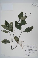 藏品(針刺草)的圖片