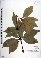 藏品(蘭嶼新木薑子)的圖片