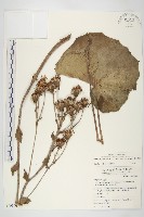 藏品(山菊)的圖片