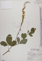 藏品(黃野百合)的圖片