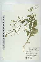 藏品(風花菜、球果山芥菜)的圖片