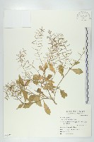 藏品(葶藶)的圖片