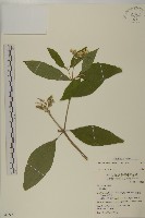 藏品(蘇利南野菊)的圖片