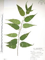 藏品(銳葉山黃麻)的圖片