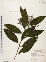 藏品(黑星紫金牛)的圖片