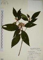 藏品(野牡丹)的圖片