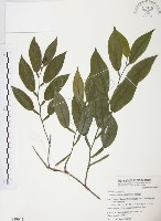 藏品(柚葉藤)的圖片