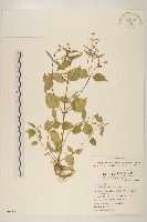 藏品(粗毛小米菊)的圖片