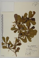 藏品(小葉欖仁)的圖片