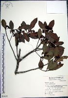 藏品(樹杞)的圖片