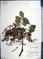 藏品(疏花魚藤)的圖片