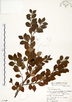 藏品(內苳子)的圖片