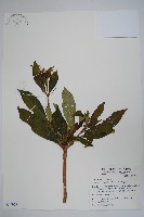 藏品(蘿芙木)的圖片