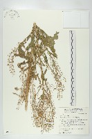 藏品(風花菜、球果山芥菜)的圖片