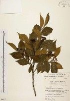 藏品(臺灣石楠)的圖片