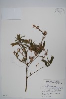 藏品(柳葉水蓑衣)的圖片