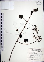 藏品(腺果藤、刺藤)的圖片