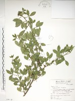 藏品(飛龍掌血)的圖片