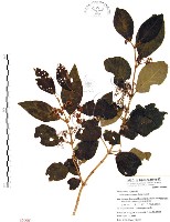 藏品(杜虹花，台灣紫珠)的圖片