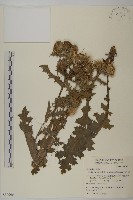 藏品(雞觴刺、島薊)的圖片