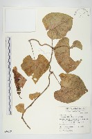 藏品(大萼旋花)的圖片