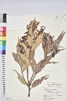 藏品(杏葉石櫟、校栗、校櫟)的圖片