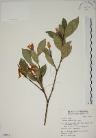 藏品(山黃梔)的圖片