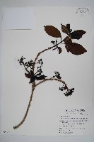 藏品(長花厚殼樹)的圖片