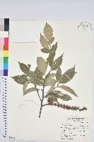 藏品(臺灣苦櫧)的圖片